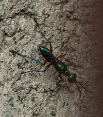 Ampulex compressa