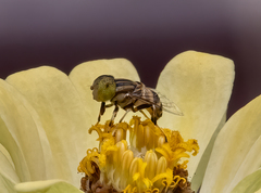 Eristalinus