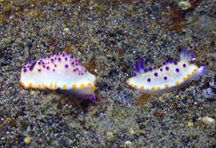 Mexichromis mariei