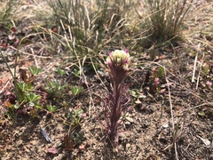 Castilleja exserta latifolia