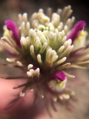 Castilleja exserta latifolia