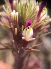 Castilleja exserta latifolia