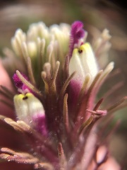 Castilleja exserta latifolia