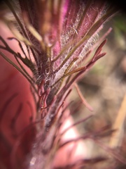 Castilleja exserta latifolia