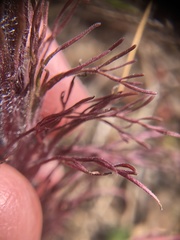 Castilleja exserta latifolia