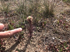 Castilleja exserta latifolia