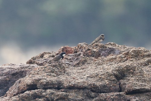 Black-collared Swallow (Pygochelidon melanoleuca), photo 9