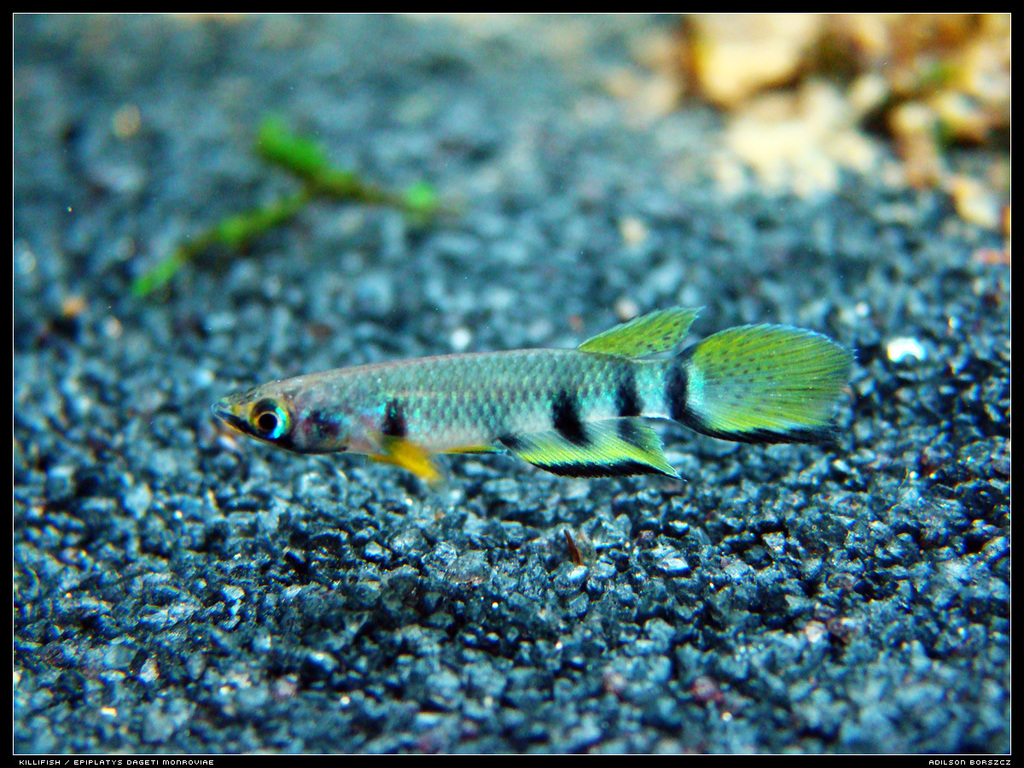 Redchin Panchax