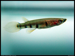 Redchin Panchax photo 2
