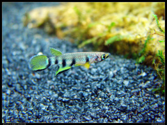 Redchin Panchax photo 4