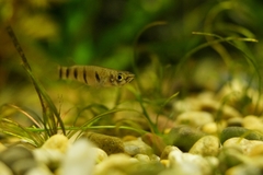 Redchin Panchax photo 5
