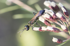 Chlorion hemiprasinum