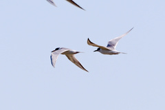 Gelochelidon nilotica