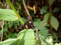 Archonias brassolis tereas