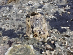 Austromegabalanus nigrescens