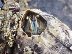 Austromegabalanus nigrescens