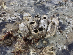 Austromegabalanus nigrescens