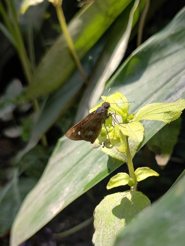 Justinia kora