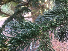 Pinaceae