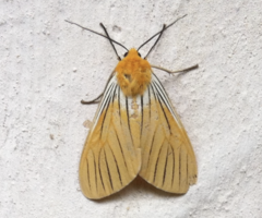 Pseudischnocampa nervosa