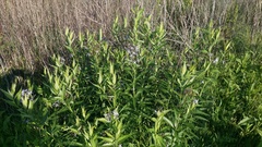 Amsonia