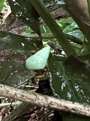 Leiostracus perlucidus