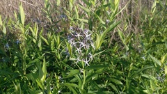 Amsonia