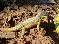 Leiocephalus personatus