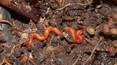 Strigamia branneri