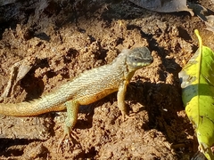 Leiocephalus personatus