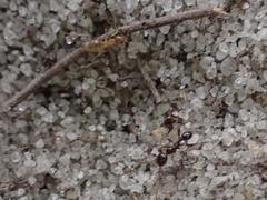 Nylanderia phantasma