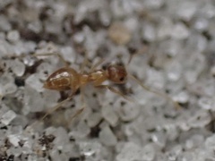 Nylanderia phantasma