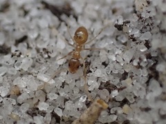 Nylanderia phantasma