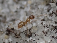 Nylanderia phantasma