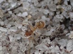 Nylanderia phantasma