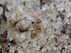 Nylanderia phantasma