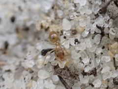 Nylanderia phantasma