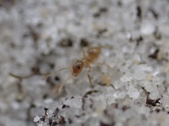 Nylanderia phantasma