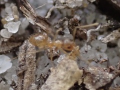 Nylanderia phantasma