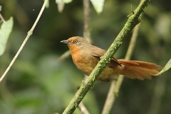 Phacellodomus erythrophthalmus