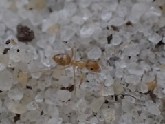 Nylanderia phantasma