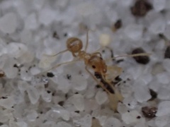 Nylanderia phantasma