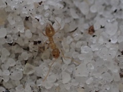 Nylanderia phantasma