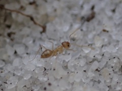 Nylanderia phantasma