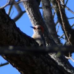 Melanerpes carolinus