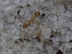 Nylanderia phantasma