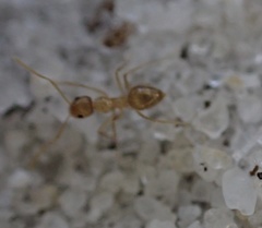 Nylanderia phantasma