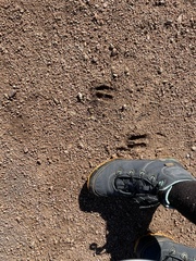 Odocoileus hemionus hemionus