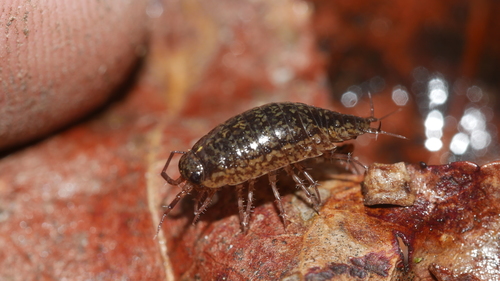 Eastern Rockslater photo 2