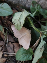 Syncirsodes primata